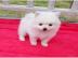 Herrliche Teacup Pomeranian Pups
