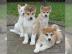 Wundersch�ne Japanische Akita Inu Welpen
