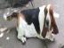 Basset Hound