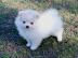 Wundersch�ne Pomeranian / zwergspitz Wel
