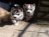 Siberian Husky Welpen