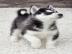 Husky welpen mit FCI Stammbaum WhatsApp: