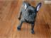 Sch�ne Franz�sische Bulldoggen Welpen