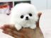 S��e Zwergspitz/Pomerania n welpen suche