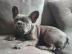 Franz?sische Bulldogge