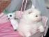 MINI-Pomeranian-Spitz-Welpe Boo