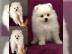 Pomeranian Zwergspitz wei�e Teddy B�rche