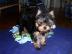 Gesunde Yorkshire Terrier Welpen. WhatsAp