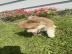 S��e Pomsky-Welpen zu verkaufen! WhatsAp