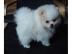 POMERIAAN / ZWERGSPITZ WELPEN  SPITZ zu