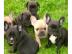 FRANZ�SISCHE BULLDOGGEN WELPEN GECHIPT,E