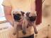 sch�ne Mops Welpen 12 Wochen auf der Suc