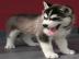 Wundersch�ne Siberian Husky Welpen