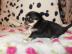 Super s??e MINI chihuahua welpen mit Pa