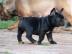 Franz�sisch Bulldogge-Welpen