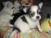 Reinrassiger Chihuahua Welpe