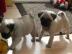Mops Welpe sucht ein neues zu Hause