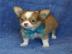 Reinrassige KH/LH Chihuahua Welpen