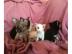 Entz�ckende Chihuahua Welpen,lang und k