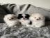 3 Miniatur Pomeranian/Zwergspitz welpen