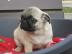 mops welpen suchen ein neues Zuhause