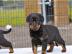 Reinrassige rottweilerwelpen mit papiere