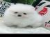 Zwergspitz / Pomeranian welpen aus FCI /