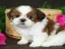 Shih-tzu welpen - Reinrassig - 11 Wochen