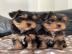 Achtung, Yorkshire-Terrier-Liebhaber! Wi