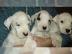 Dogo Argentino Welpen