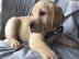 Labrador Welpen mit Papieren##//