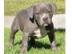 PitBull Welpen Blue-Line Terrier