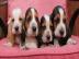 Basset-Hound-Welpen mit FCI-
