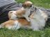 wundersch�ne Chihuahua-Babies, Lang/Kurz