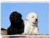 S?sse Wundersch?ne Golden Retriever Welp