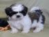 Shih Tzu Welpen whatsapp Nummer +4365048