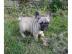 Freiatmende  Franz�sische Bulldogge welp