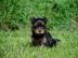 Entz?ckende Teacup Yorkie Welpen zu verk