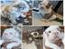 Eng. Bulldoggen-WhatsApp: +4915510348975