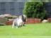 S??e Franz?sische Bulldoggen Welpen