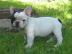 Franz�sische Bulldoggen Welpen abzugeben