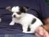 weibliche Mini Chihuahua-Welpen