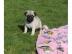 Wundersch�ne reinrassige Mops