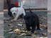 Bildsch�ne Labrador Welpen mit Papieren. 
