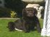 Labrador welpen