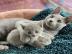 ir suchen neue Russisch Blau K�tzchen