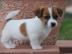 Wundersch�ne Jack Russel Terrier Welpen