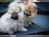 4 Pomeranian, Zwergspitz