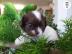s��e MINI chihuahua welpen mit Papieren