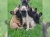 Unsere Reinrassige Franz�sische Bulldog